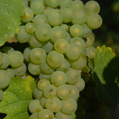 Rieslaner ANT 0449